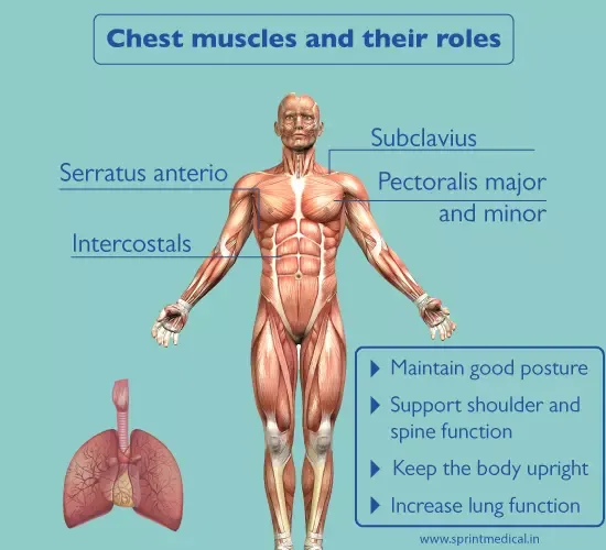 Chest muscles and their roles