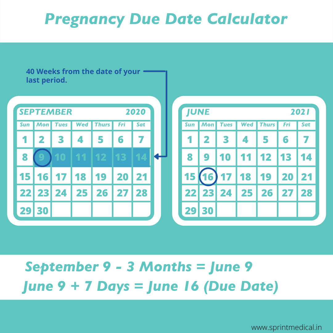 Pregnancy Due Date Calculator