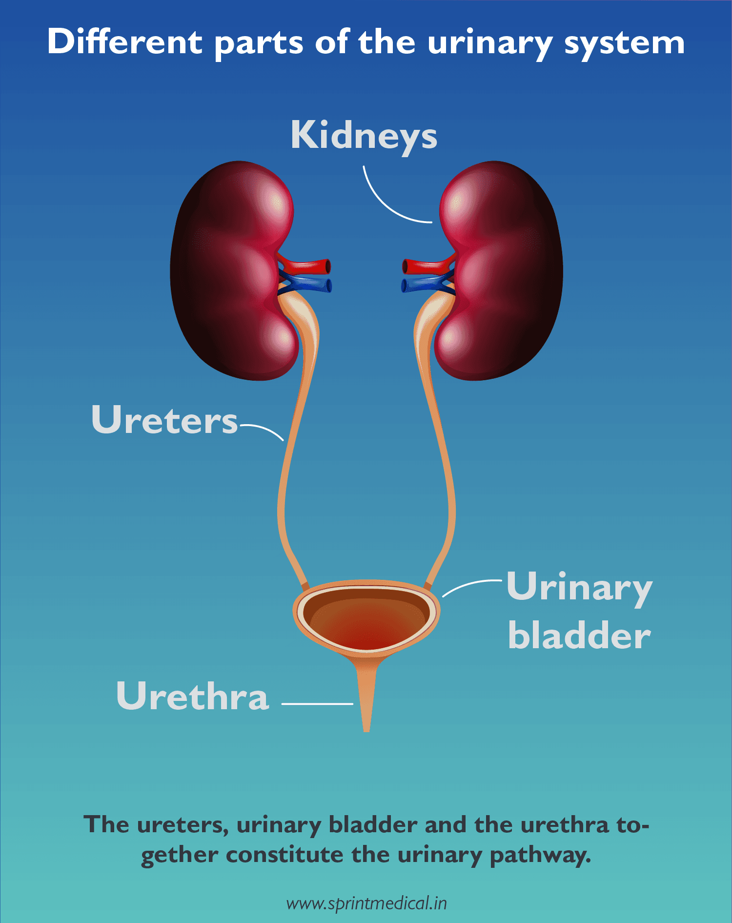 Different parts of the urinary system.
