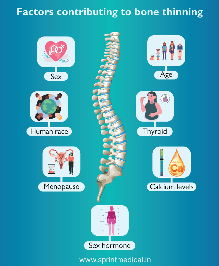 Factors-contributing-to-bone-thinning