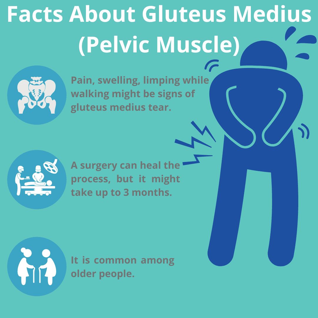 Facts About Gluteus Medius (Pelvic Muscle)