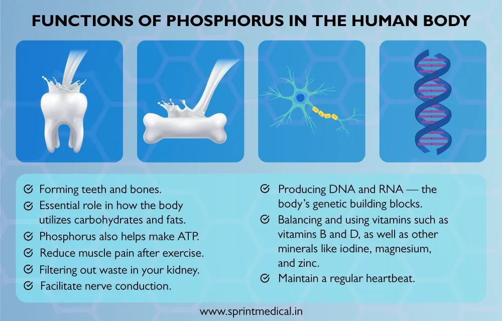 Functions of phosphorus in the human body