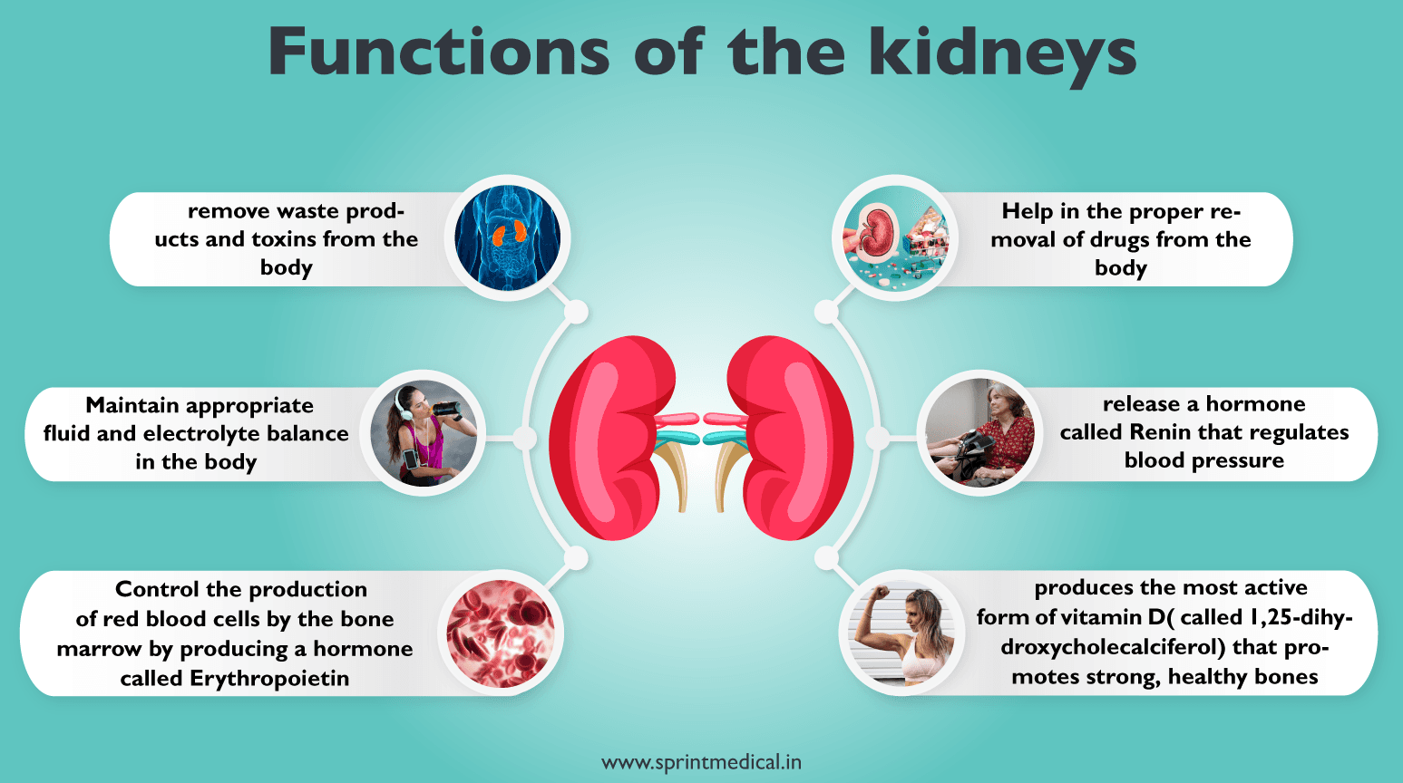 Functions of the kidneys