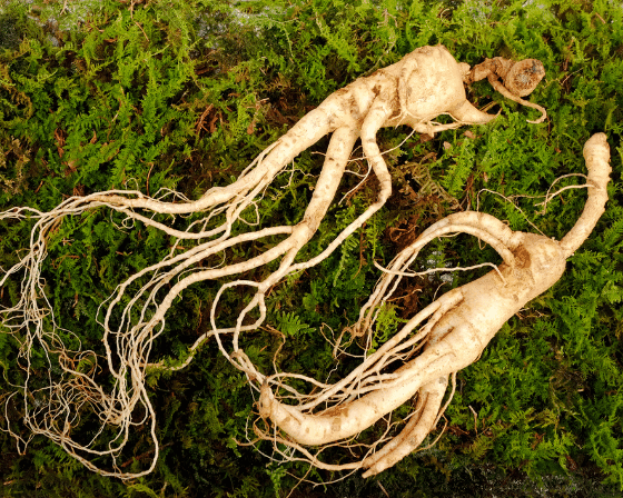 Ginseng
