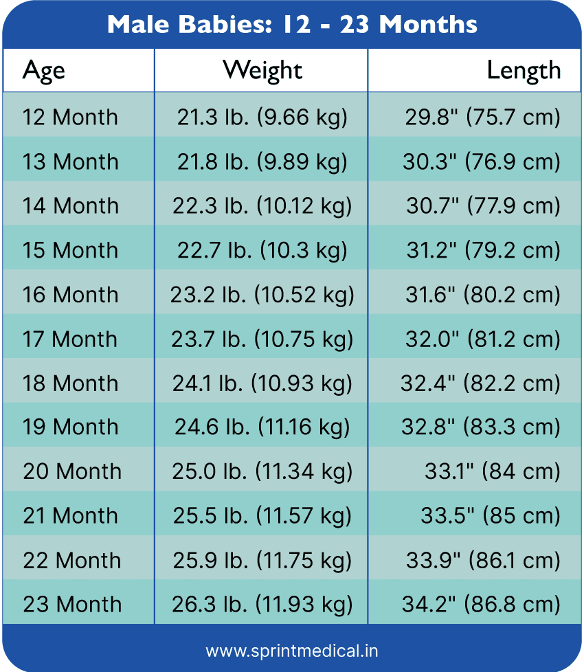 Weight Chart for Male Toddlers: 12- 23 Months