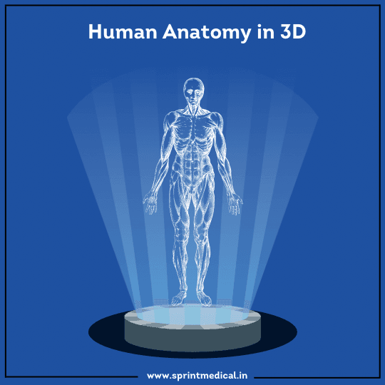Human Anatomy In 3D
