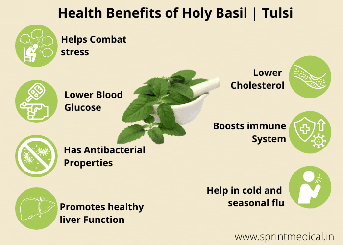 Infographic Health Benefits of Holy Basil | Tulsi