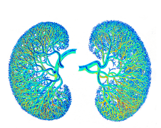 Kidney-Health-and-Basic-Diseases-Causes-and-Treatment.png