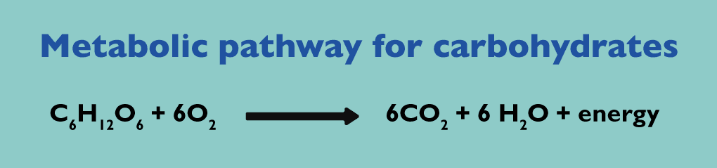 Metabolic pathway for carbohydrates