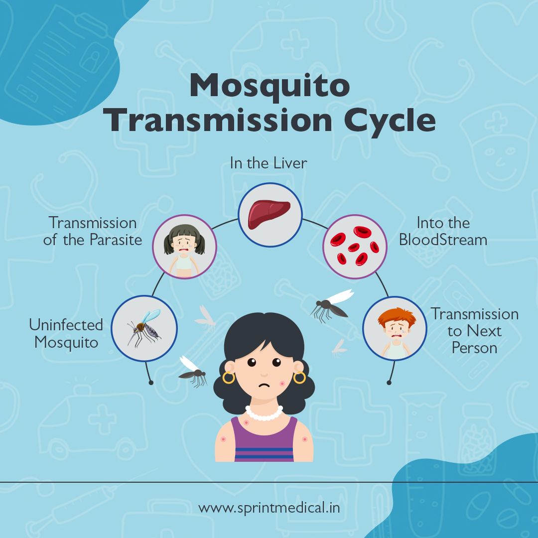 Mosquito Transmission Cycle