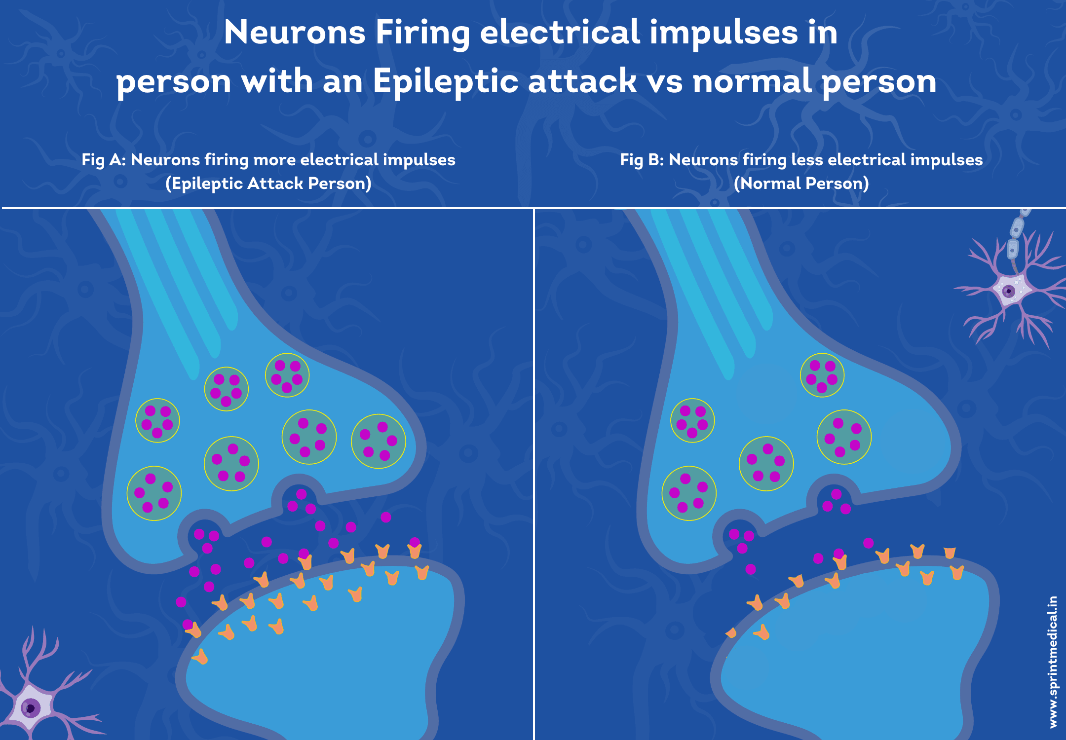 Neurons Firing Electrical Impulses