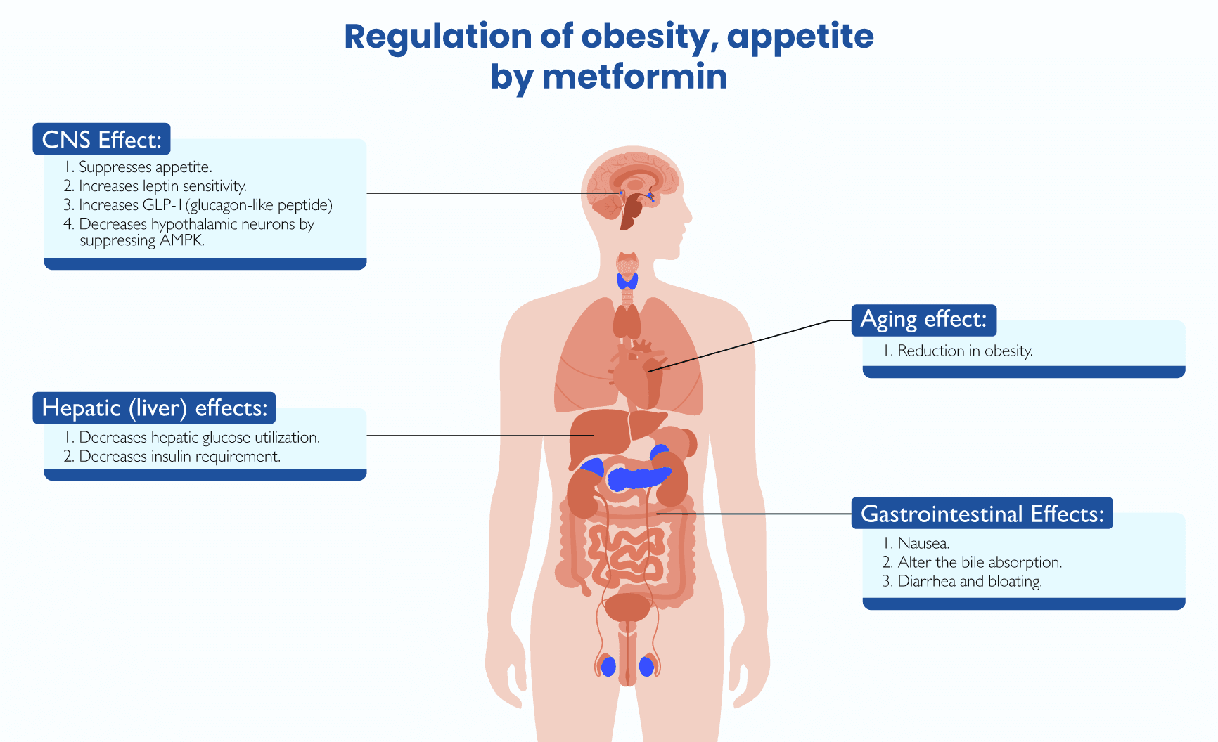 Relation between metformin and weight loss