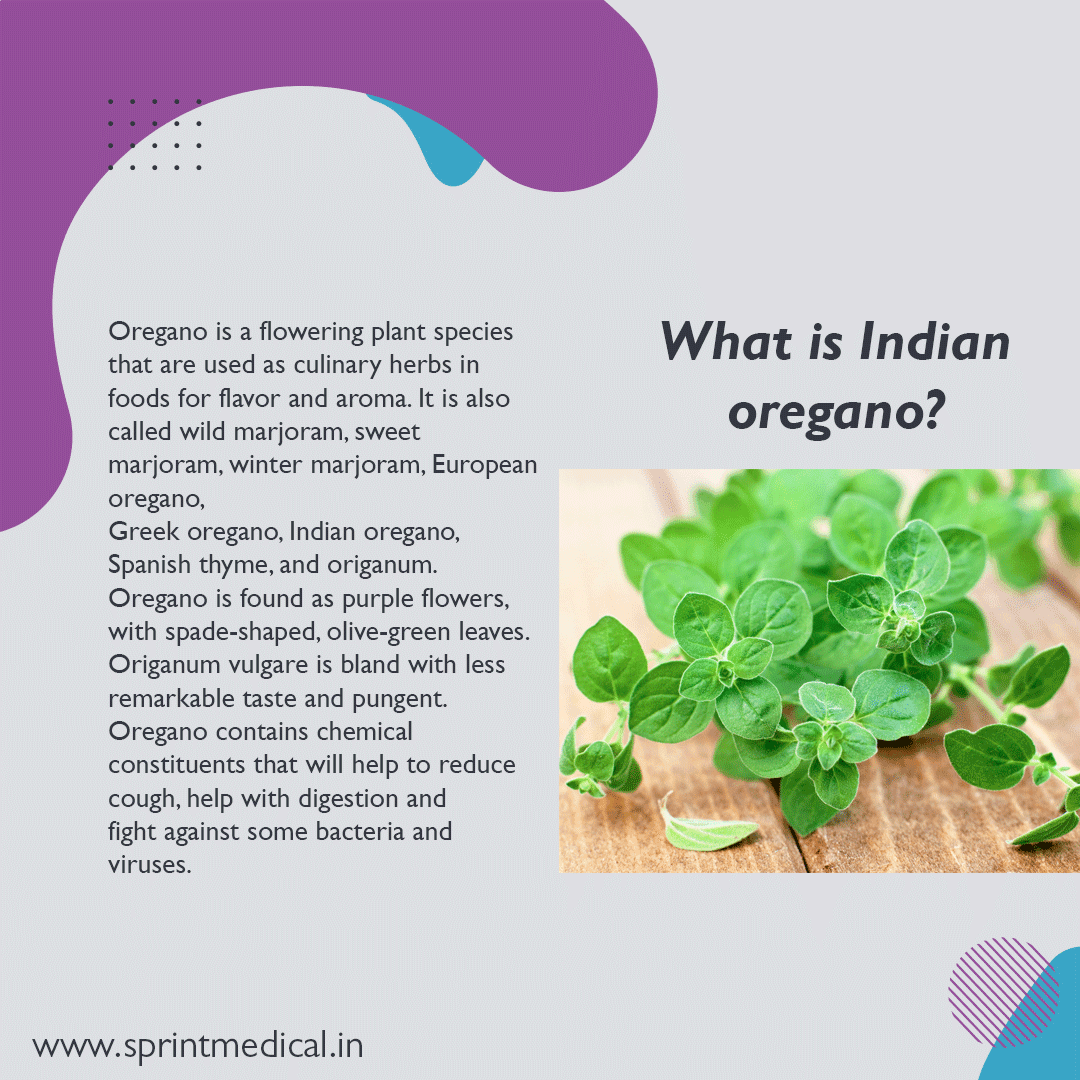 What is Indian oregano?