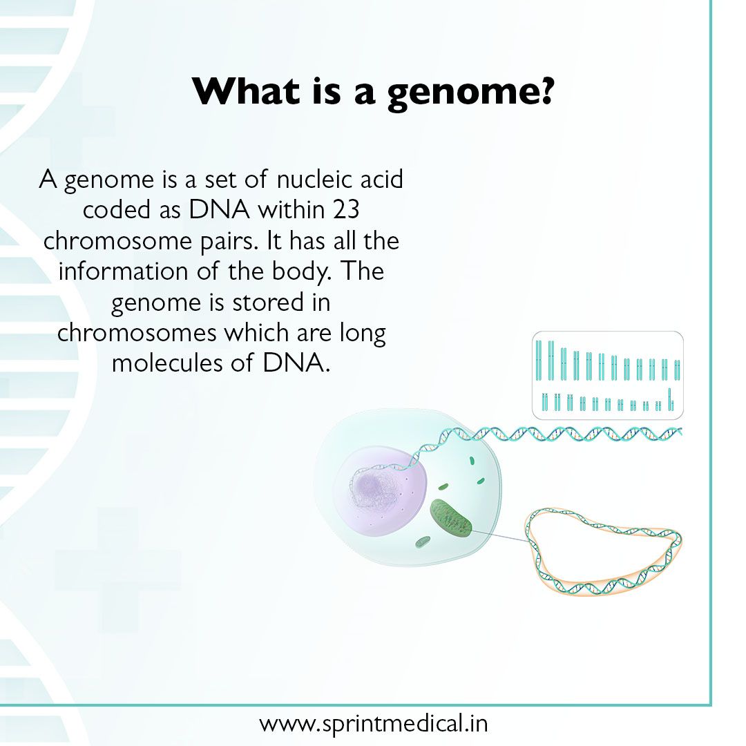 What is a genome
