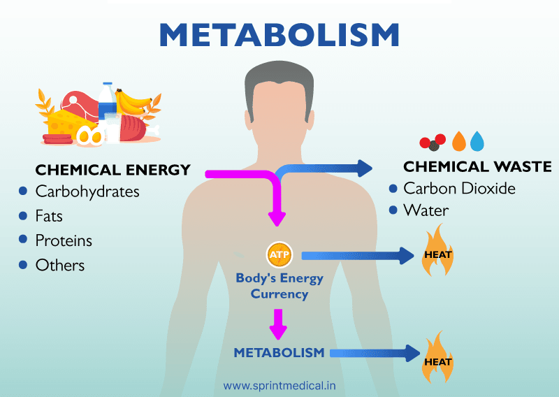 What is metabolism
