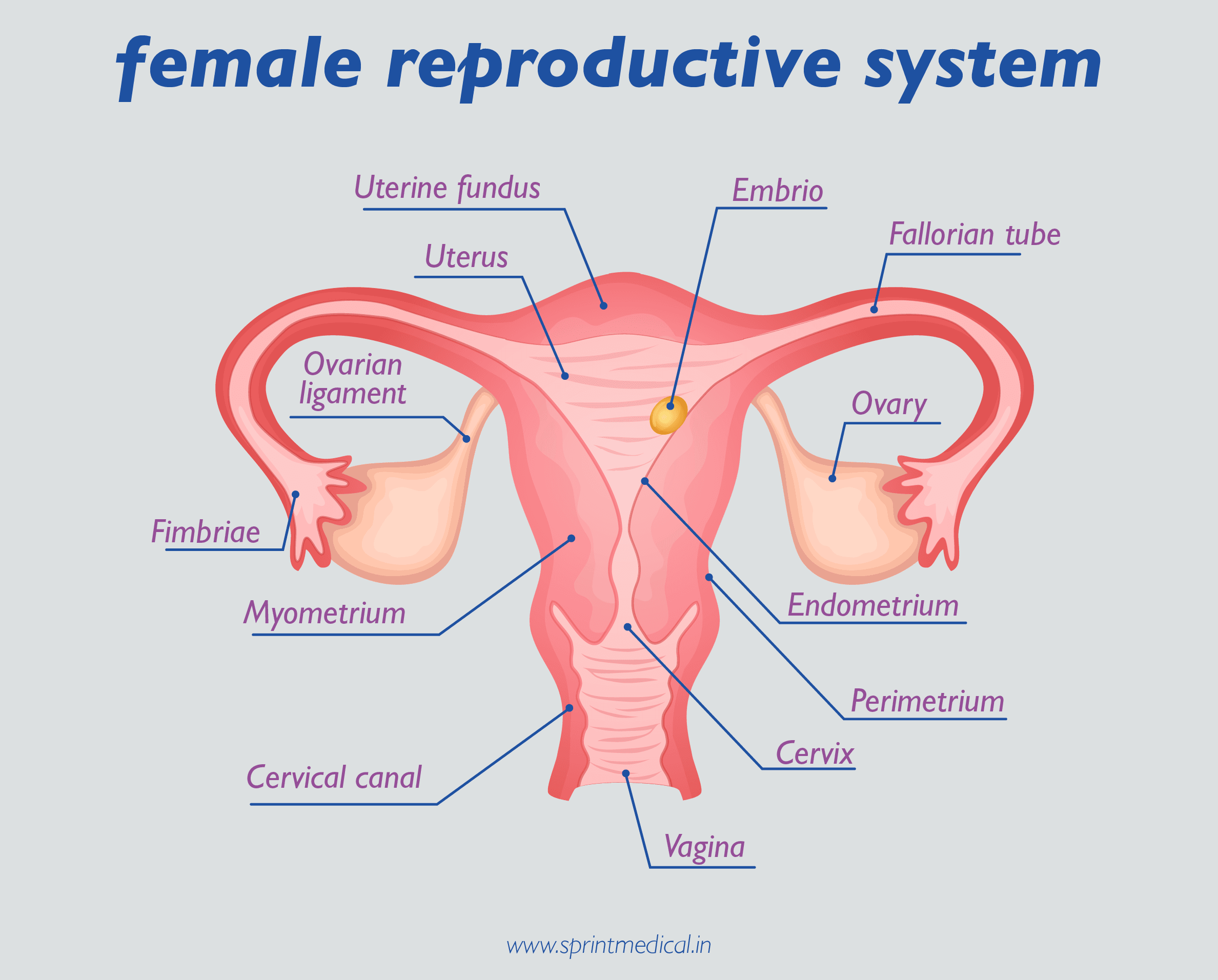 female reproductive system