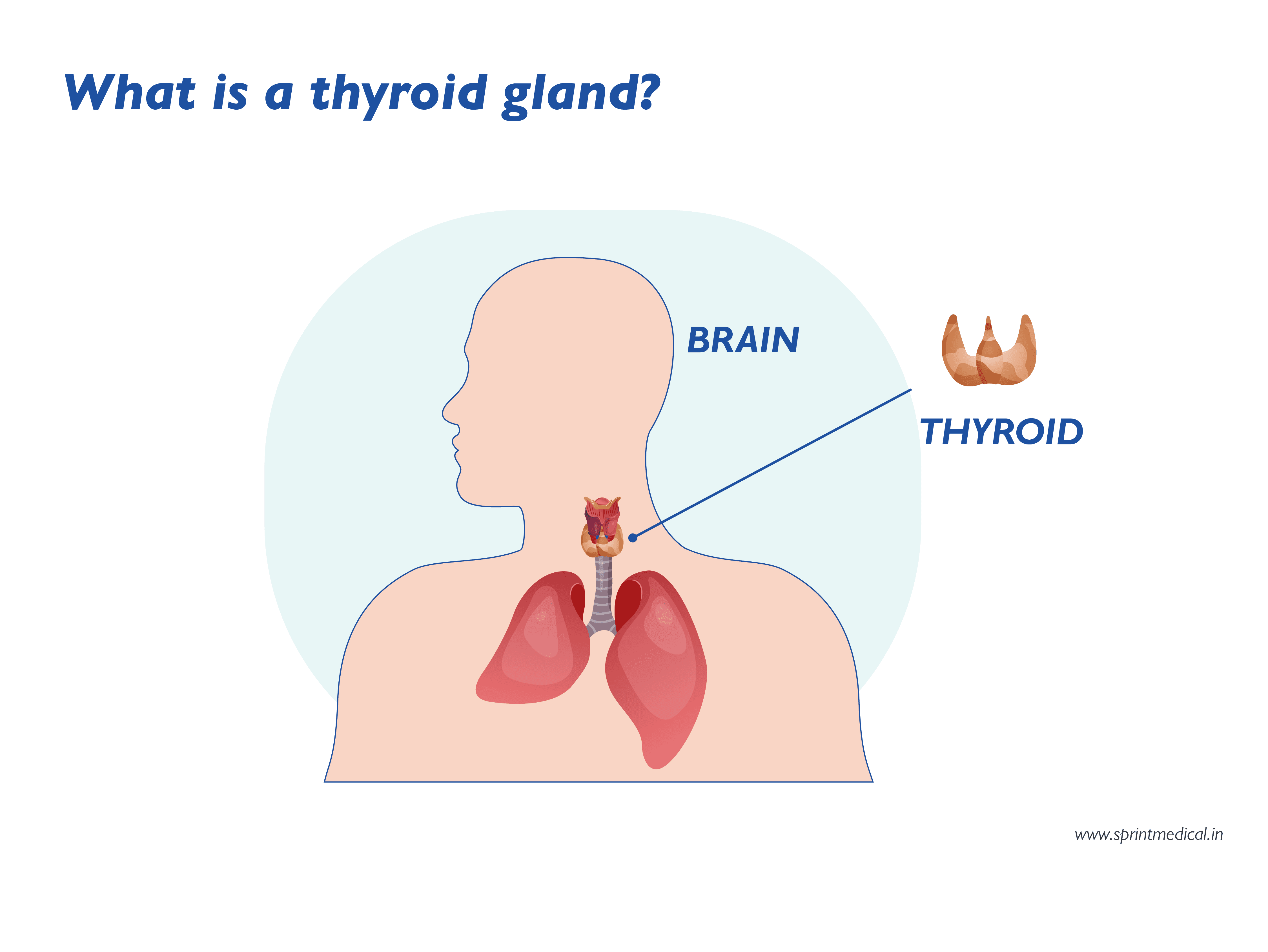 Thyroid gland position